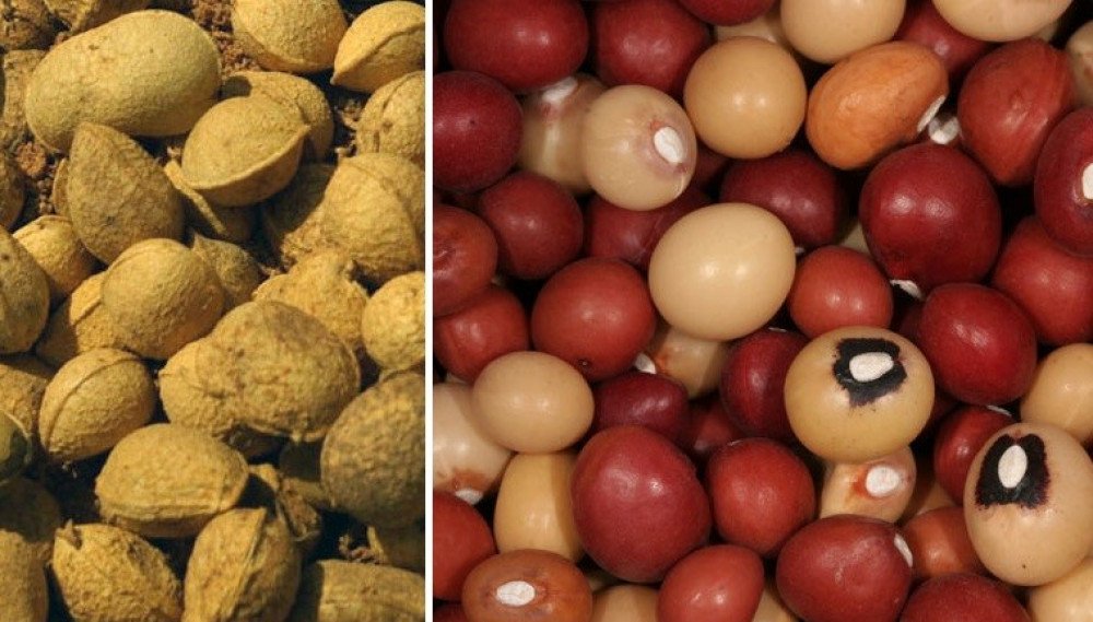 What is bambara groundnut? Njugu Mawe/ Okpa/ Jugo
